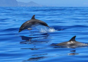 Tarian Eksotis Lumba-Lumba Teluk Kilauan