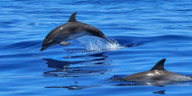 Tarian Eksotis Lumba-Lumba Teluk Kilauan
