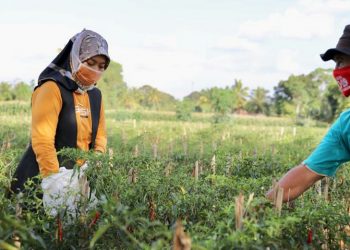 Nunik Soroti Anjloknya Harga Cabai Akibat Covid-19