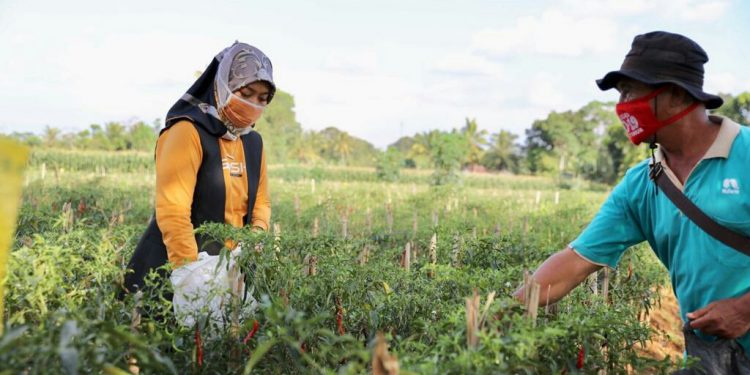 Nunik Soroti Anjloknya Harga Cabai Akibat Covid-19