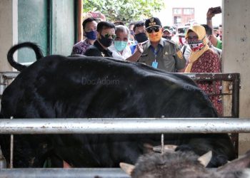 Mentan Dukung Lampung Sebagai Lumbung Ternak Nasional
