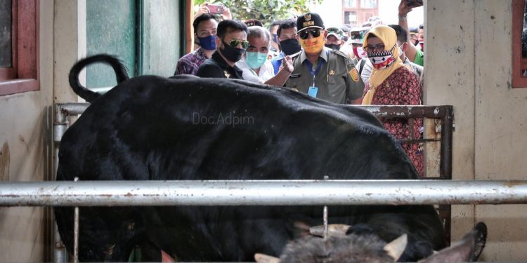 Mentan Dukung Lampung Sebagai Lumbung Ternak Nasional