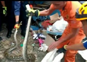 Sanca 3 Meter Dievakuasi Dari Rumah Warga Pahoman Bandar Lampung 