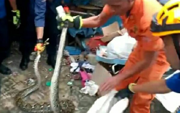 Sanca 3 Meter Dievakuasi Dari Rumah Warga Pahoman Bandar Lampung
