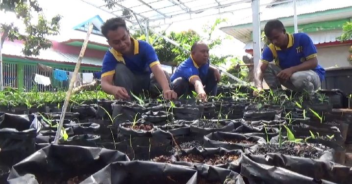 Budidaya Jahe Merah Napi Lapas Rajabasa Dijual Rp3.000 Per Bibit