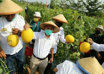 Agrowisata Melon Unila “Kesegaran Baru” Di Tengah Covid-19