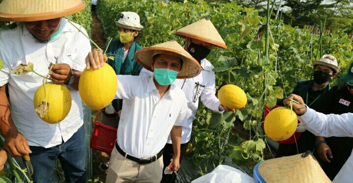 Agrowisata Melon Unila “Kesegaran Baru” Di Tengah Covid-19