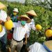 Agrowisata Melon Unila “Kesegaran Baru” Di Tengah Covid-19