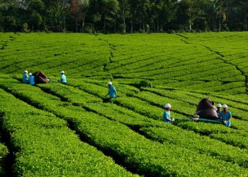 KSO, Strategi Transisi PTPN VII