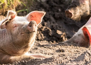 Penelitian Terbaru : Virus Corona Pada Babi Berpotensi Menular ke Manusia