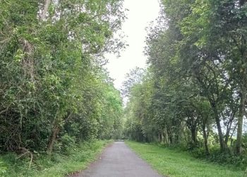 Kebakaran Hutan Penyebab Utama Berkurangnya Habitat di TNWK