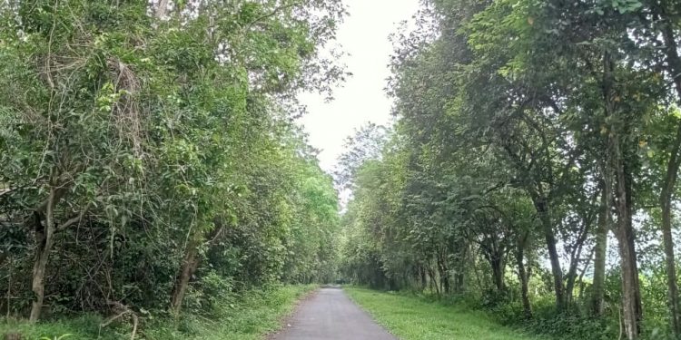 Kebakaran Hutan Penyebab Utama Berkurangnya Habitat di TNWK