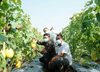 Ngabuburit di Kebun Agrowisata Unila, Petik Melon dan Sayuran Sendiri