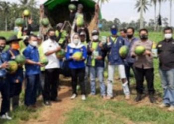 Anggota DPRD Lampung Siti Rahmah Panen Raya Semangka di Pringsewu