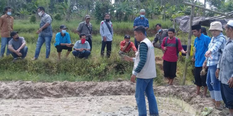 Ketua DPD Nasdem Lamsel Wahrul Fauzi Beri Bantuan 1 Ton Bibit Padi Kepada Petani