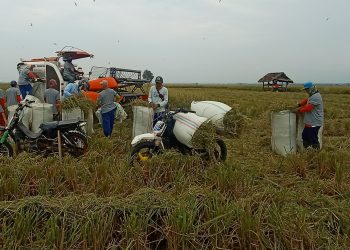 260 Hektar Sawah Petani Mitra PTPN VII Mulai Panen Raya