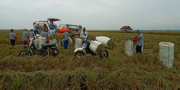 260 Hektar Sawah Petani Mitra PTPN VII Mulai Panen Raya