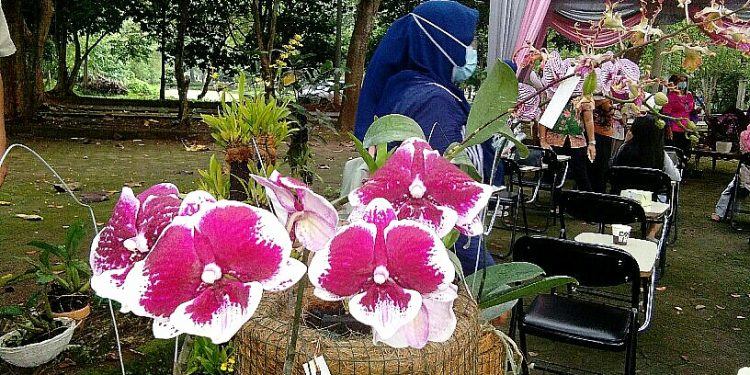 Unila Inisiasi Konservasi Anggrek Species Alam Dukung GreenMetric