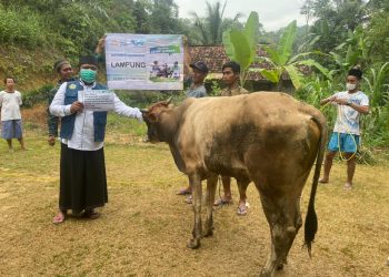37 Hewan Qurban LAZNAS Dewan Dakwah Lampung Disebar di 21 Titik Daerah Terpencil