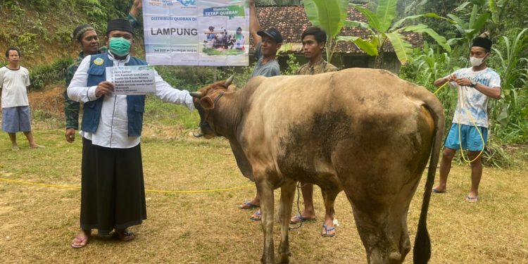 37 Hewan Qurban LAZNAS Dewan Dakwah Lampung Disebar di 21 Titik Daerah Terpencil