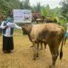 37 Hewan Qurban LAZNAS Dewan Dakwah Lampung Disebar di 21 Titik Daerah Terpencil