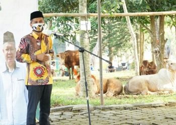 Unila Salurkan 29 Ekor Hewan Kurban Kepada Pegawai Kontrak dan Golongan Rendah