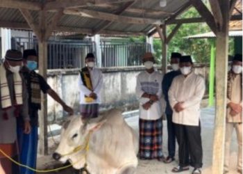 Pemprov Lampung Berkurban 36 Sapi dan 10 Kambing