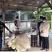 Pemprov Lampung Berkurban 36 Sapi dan 10 Kambing