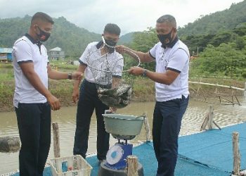 Batalyon Infanteri 9 Mar/Beruang Hitam Panen Ikan Nila Hasil Budidaya