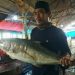 Jelang Tahun Baru, Harga Ikan Naik Hingga 30%