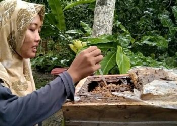 Begini Cara Membedakan Madu Asli dengan Madu Palsu