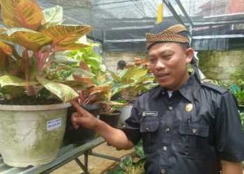 Beli Indukan Aglonema Dewi Hughes, Nyono Jual Motor Vixion