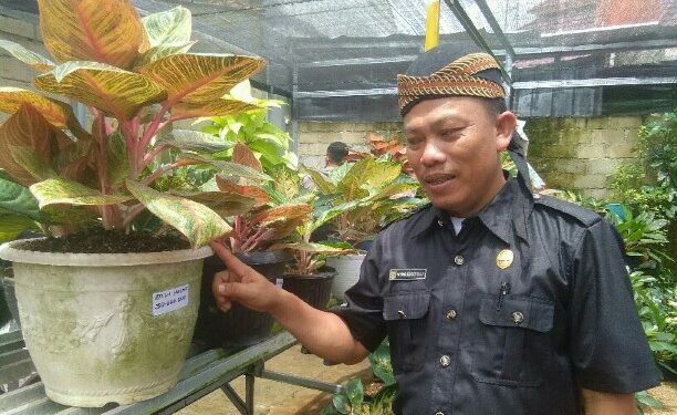 Beli Indukan Aglonema Dewi Hughes, Nyono Jual Motor Vixion
