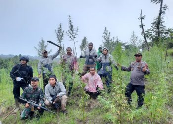 Tim Gabungan Polda Lampung dan Aceh Berhasil Temukan 6,28 Hektare Ladang  Ganja