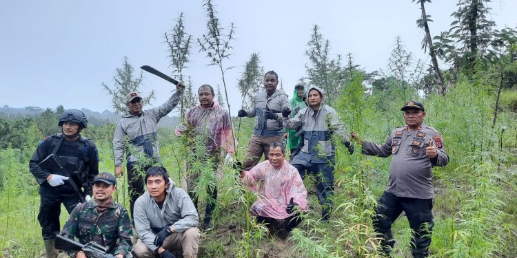 Tim Gabungan Polda Lampung dan Aceh Berhasil Temukan 6,28 Hektare Ladang Ganja