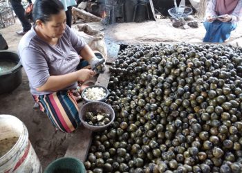 Jelang Ramadhan, Produsen Kolang-Kaling Banjir Pesanan
