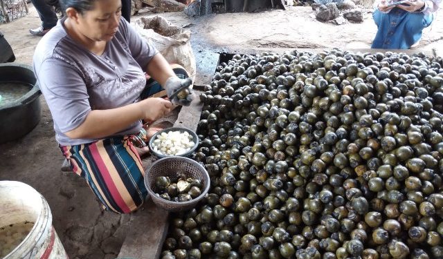 Jelang Ramadhan, Produsen Kolang-Kaling Banjir Pesanan