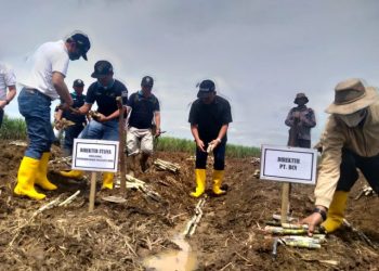 Safari Ramadhan, Dirut PTPN Grup Tanam Tebu di Bungamayang