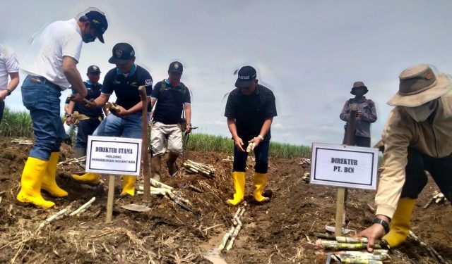 Safari Ramadhan, Dirut PTPN Grup Tanam Tebu di Bungamayang