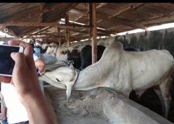 Bandar Lampung Bebas PMK, 500 Sapi Tersedia Untuk Idul Adha