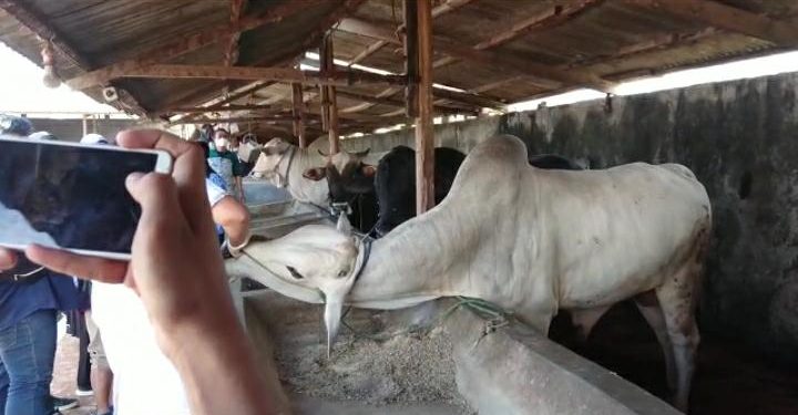 Bandar Lampung Bebas PMK, 500 Sapi Tersedia Untuk Idul Adha