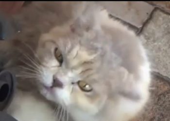 Aksi Pencuri Kucing Ras Viral di Medsos, Dua Terduga Diamankan Polisi