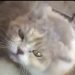 Aksi Pencuri Kucing Ras Viral di Medsos, Dua Terduga Diamankan Polisi
