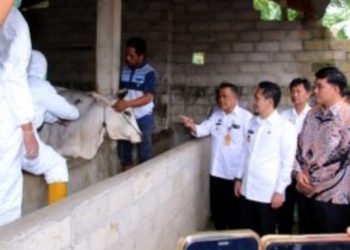 Antisipasi Penyebaran  Wabah PMK , Pemkab Lampura Lakukan Vaksinasi Ternak  Sapi