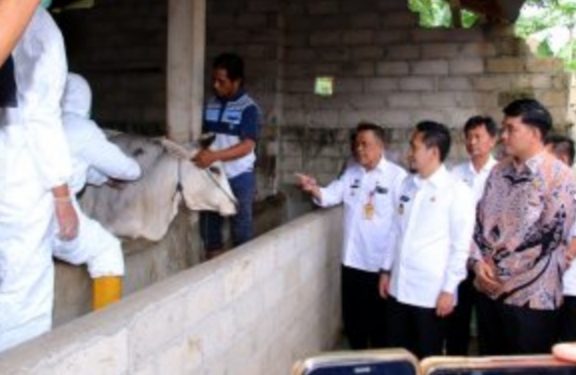 Antisipasi Penyebaran  Wabah PMK , Pemkab Lampura Lakukan Vaksinasi Ternak  Sapi