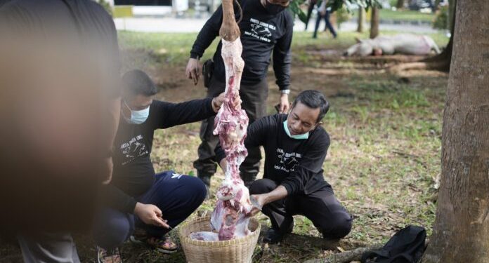 Unila Potong Hewan Kurban 34 Sapi dan 5 Kambing