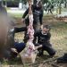 Unila Potong Hewan Kurban 34 Sapi dan 5 Kambing