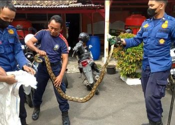 Ular Sanca 2 Meter Sumbat Saluran Air Warga Sumur Batu