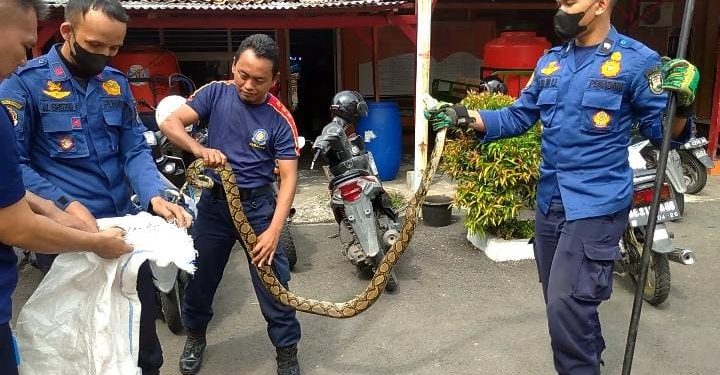 Ular Sanca 2 Meter Sumbat Saluran Air Warga Sumur Batu