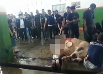 Idul Adha 1443 H, Nasdem Lampung Kurban 40 Sapi